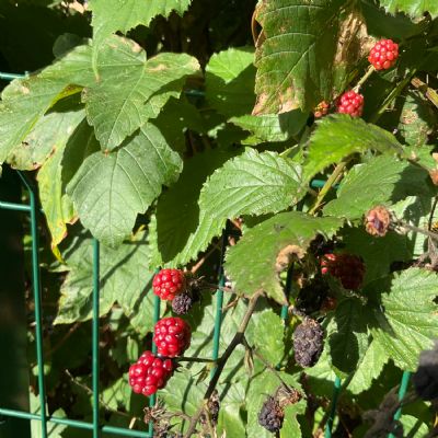 Picking blackberries 